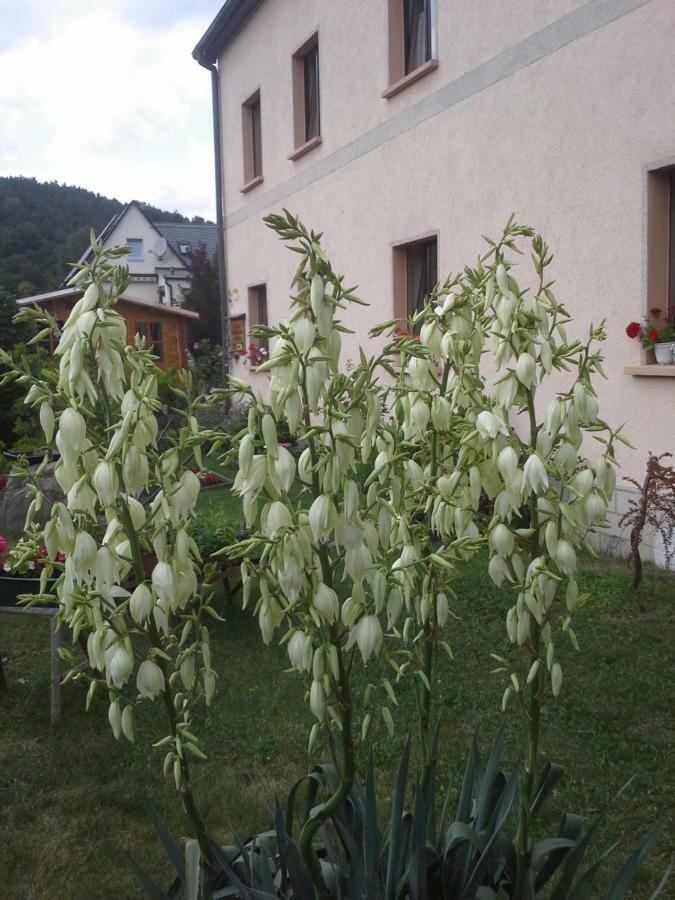 Ferienwohnung Buechsenhof Prossen Εξωτερικό φωτογραφία